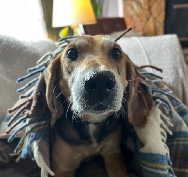 Hank the 8-year-old treeing walker coonhound mix