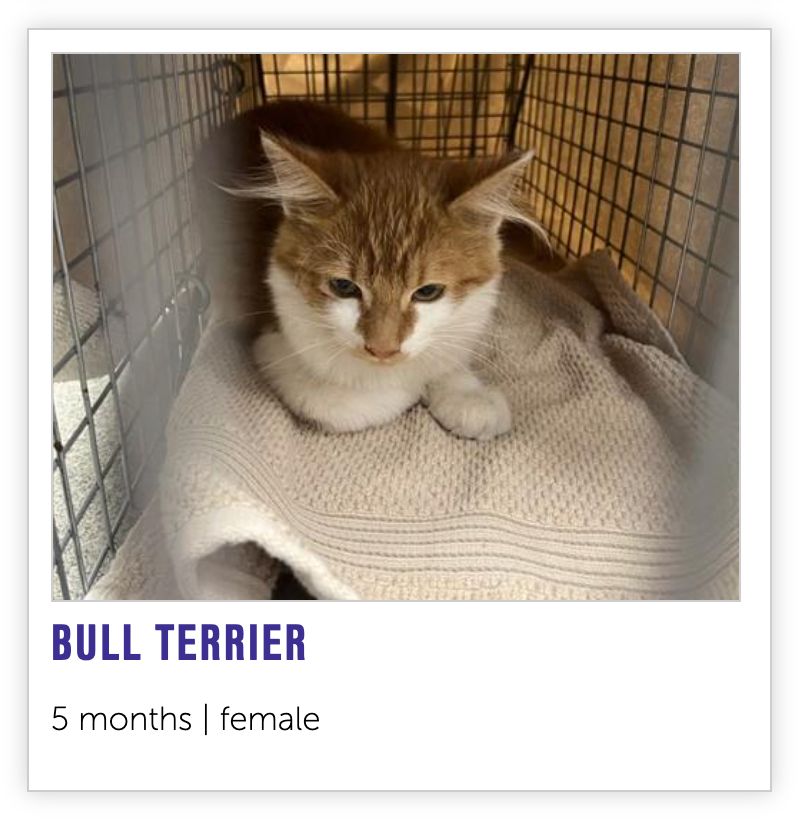 a 5 month old kitten named Bull Terrier