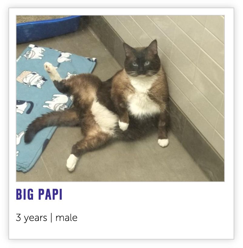 Big Papi, a 3 year old cat