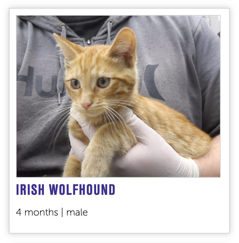 a 4 month old kitten named Irish Wolfhound