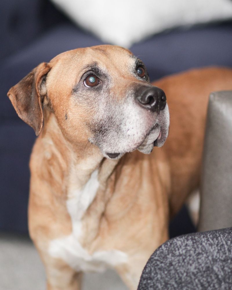 Ares, a 4-year-old Labrador Retriever mix