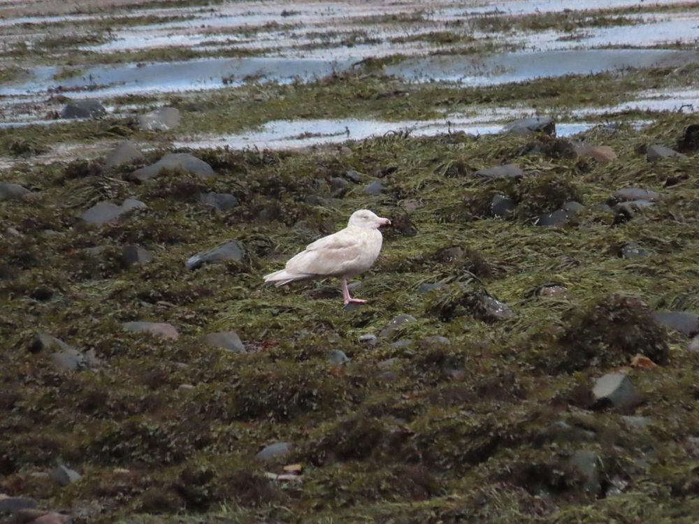 Glaucous Gull a large biscuit coloured gull perched on a seaweedy rocky shore