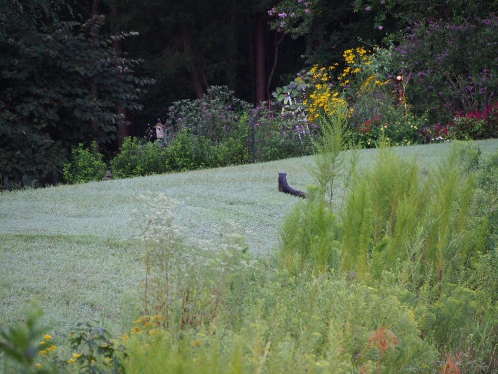 river otters hopping across the lawn, headed towards the woods