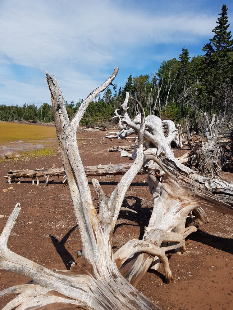 An edge of land in Nova Scotia: broken, splintered trees in the foreground; dark earth; a distant, curving line of trees; part-blue, part-clouded skies.