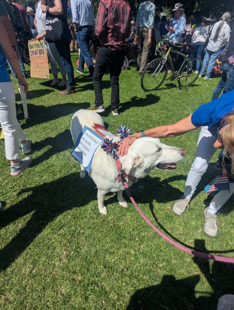 A pale yellow lab on a red leash looks happily at the woman petting him. He is adorned with red white and blue pompoms and wearing a sign on each side. The visible sign reads "Pro Democracy, Pro Choice, Pro Science, Pro Women, Pro Dogs". Around him, protesterscmill about with similar signs. 