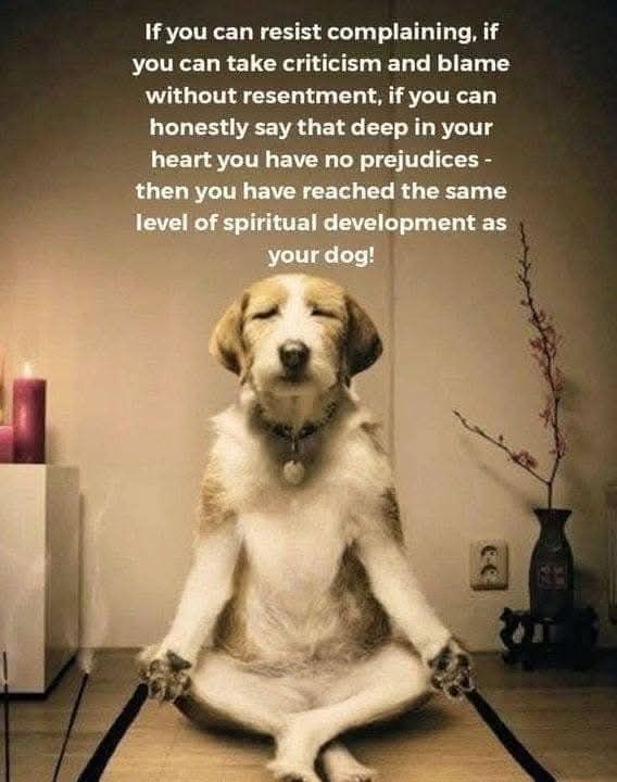 If you can resist complaining, if you can take criticism and blame without resentment, if you can honestly say that deep in your heart you have no prejudices then you have reached the same level of spiritual development as your dog!
