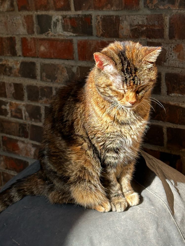  Tortoise/tabby Shadow the cat sits closed-eyed face in the sun, body in the shade.