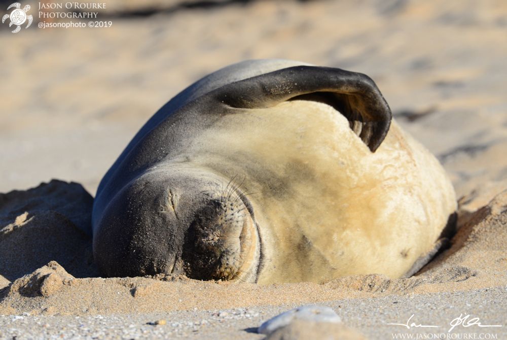 Hawaiian monk seal RQ21 rests at sunset on a quiet Maui beach.