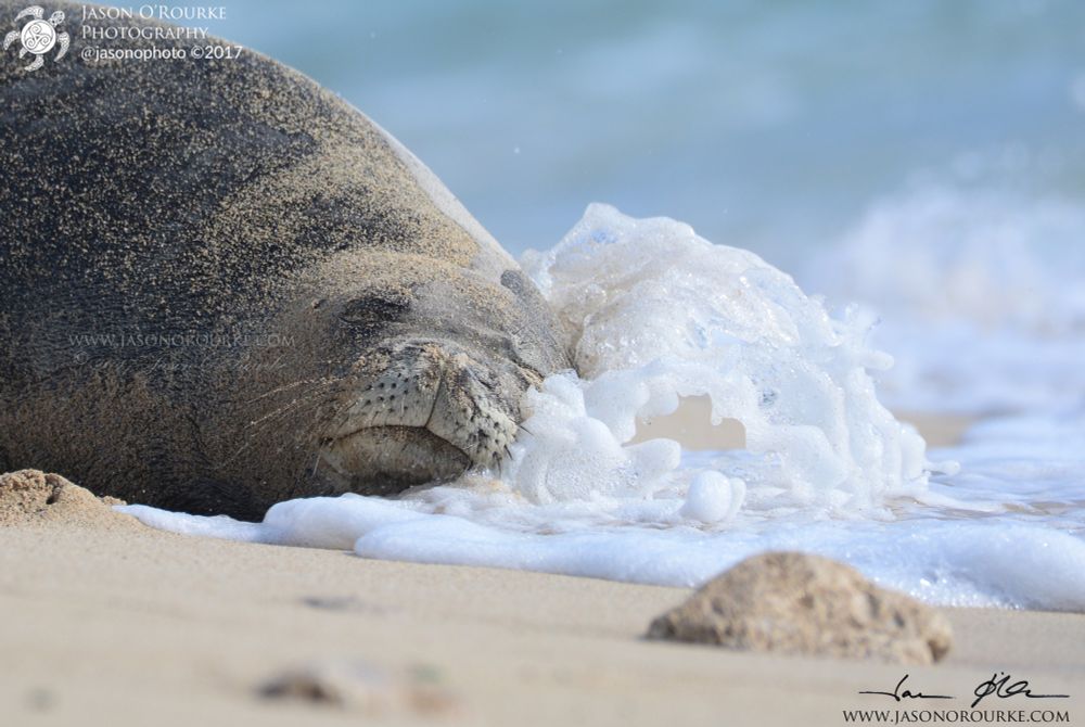 Kolohe rests at the water’s edge in the afternoon, helping to keep cool as the waves lap his body, including a foamy wave wrapped around his face in this image.