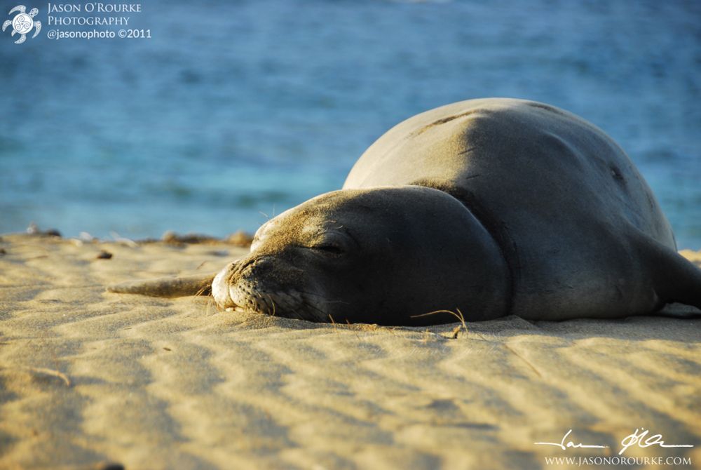 RK30, one of the grand dames of the Hawaiian monk seal population, rests on sand rippled by the wind, on a remote beach undisturbed by footprints.