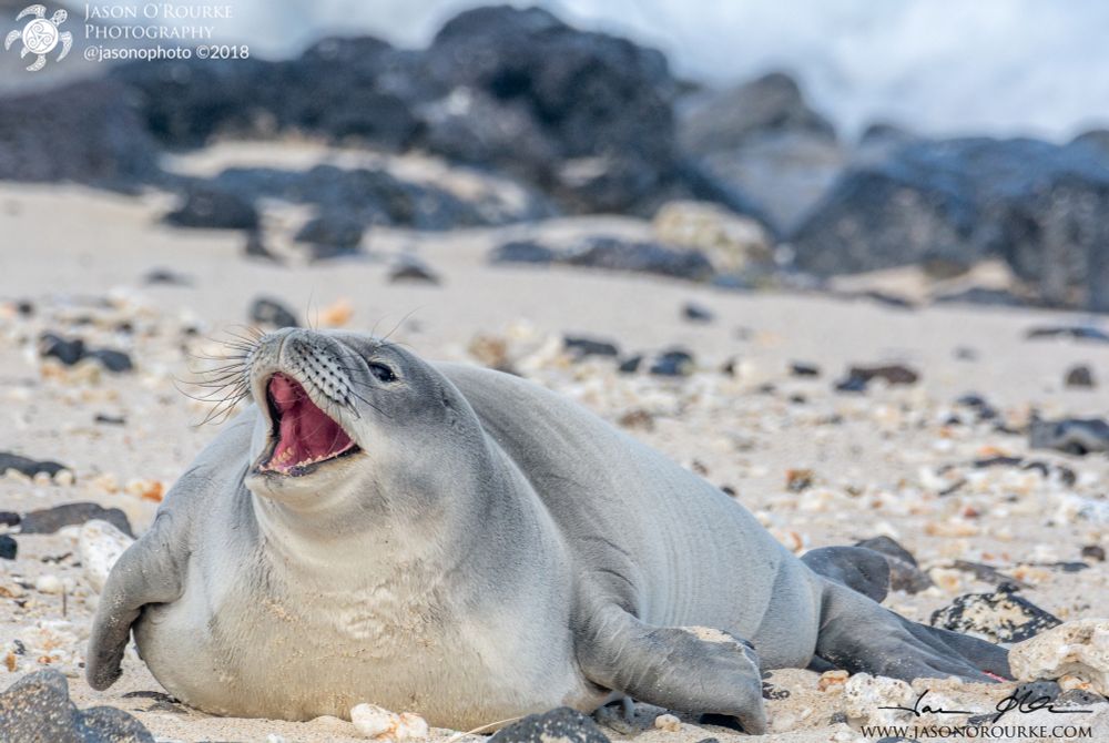 Wāwāmalu, a monk seal weaner, on a rocky beach on Oahu when he was just a few months old.