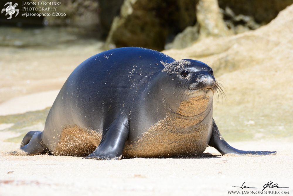 Lei Ola, a newly weaned monk seal pup at about six weeks old galumphs up the beach.