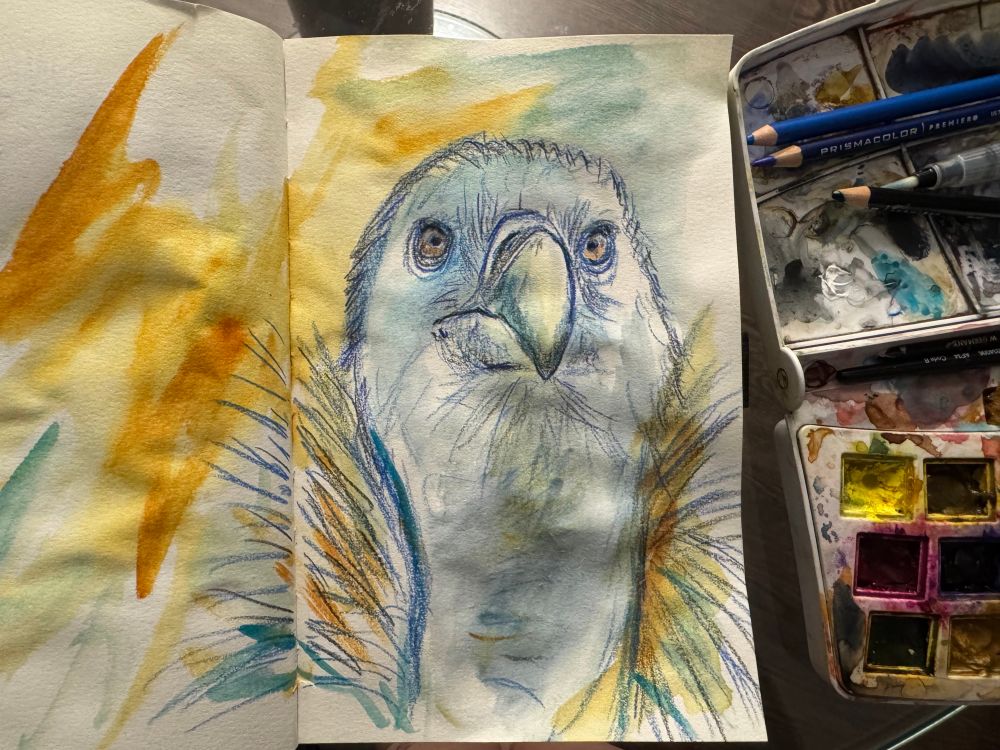 Griffon vulture study