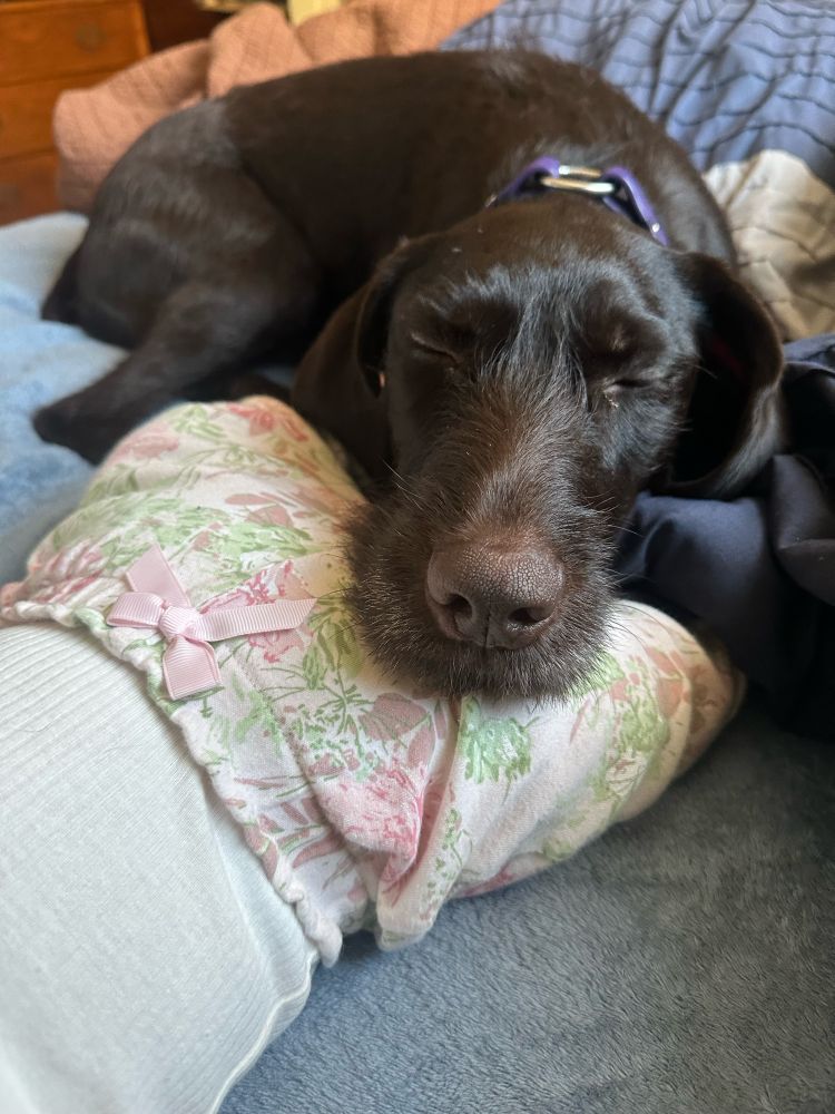 A German wirehaired pointer resting her head on an infant’s lap.