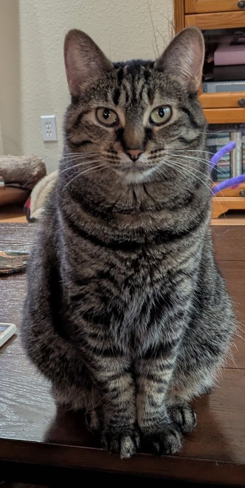 Close front view of a tabby cat sitting on a table. Her eyes are fixed on the camera. 