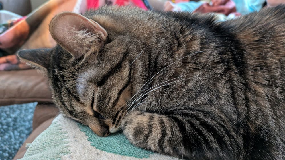 A tabby cat sleeping on a pillow. Her paw is tucked under her chin, and she is very cute. 