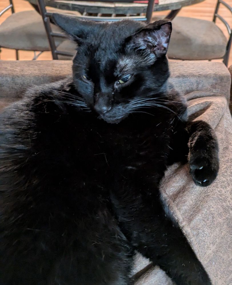 A large black cat, oblivious to observation, relaxing. 