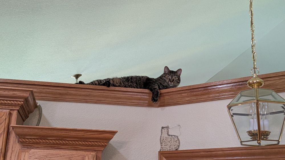 A tabby cat laying on repose above the cabinets in the kitchen. 