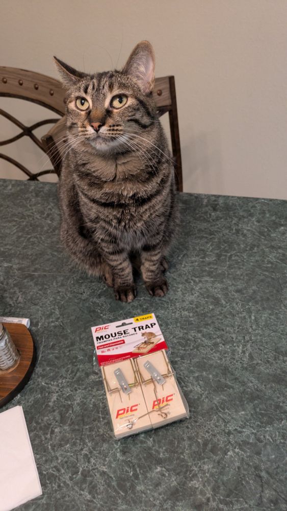 A tabby cat sitting next to a package of mousetraps. 