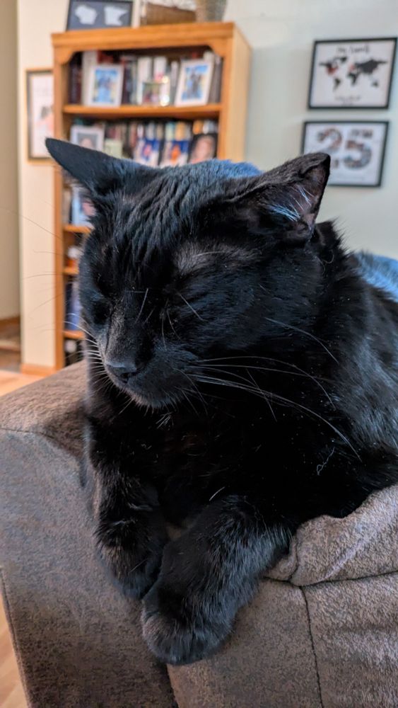 Close up of a sleeping black cat's face and front paws. 
