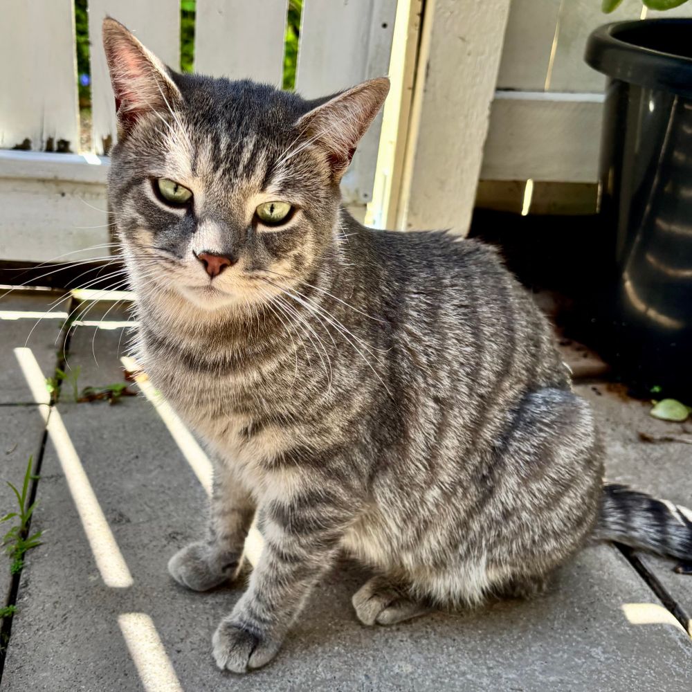 Garry the grey cat is staring seriously at the camera outside in the courtyard. He has big green eyes and grey stripes, and big white whiskers. 