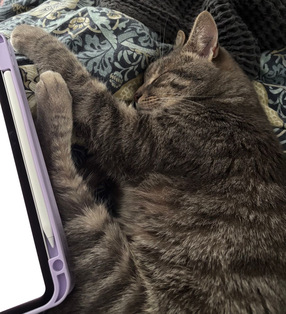 Garry the grey tabby cat is asleep on his mums lap in bed. Next to him is an iPad in a purple case with an Apple Pencil. He is very fast asleep. 