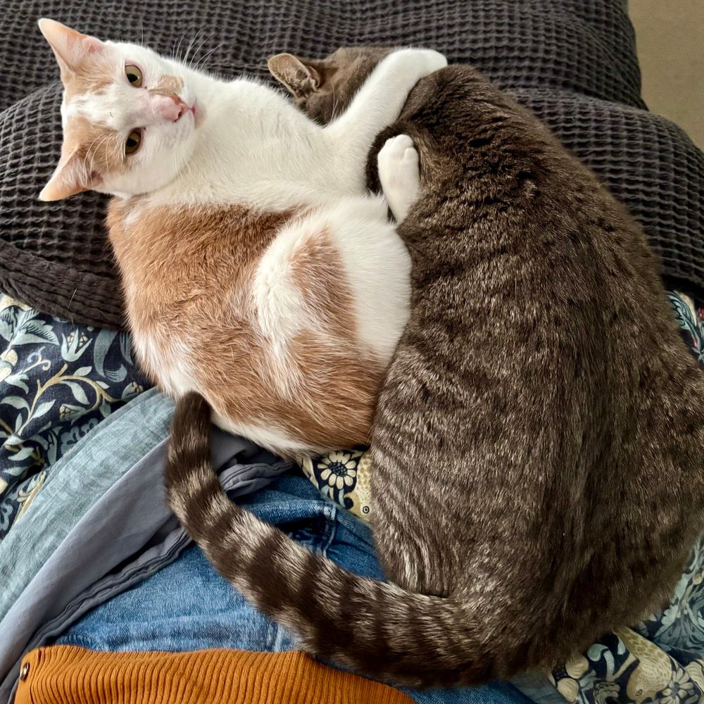 An overhead photo of Orville and Garry sharing their human mums lap as she sits cross legged in the bed with her legs under the covers. Orville is looking up at the camera in surprise; he has Garry in a headlock. 