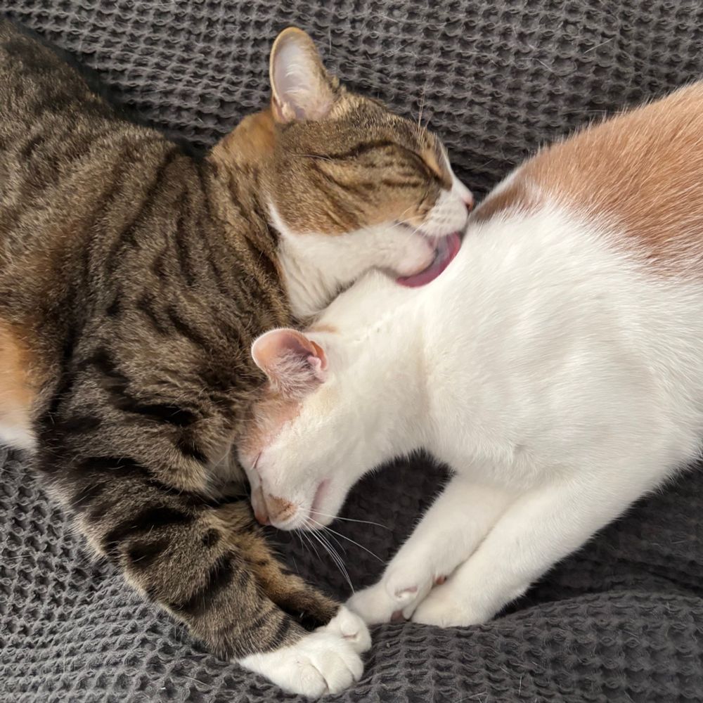 Billy is cleaning Orville as they snuggle on the bed. Orville’s head is smushed up beneath Billy’s head. 