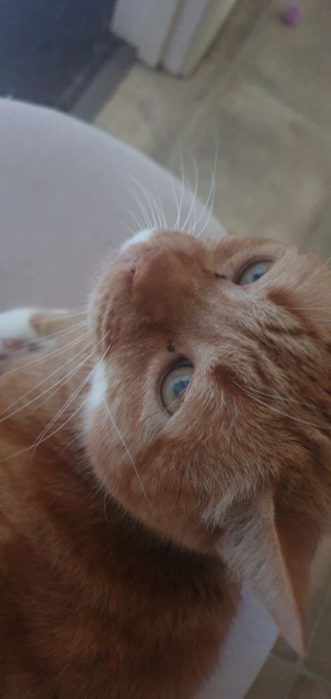 A ginger cat laying on a pink round stool, he looks grumpy but has just been given a kiss and is in fact purring and very happy