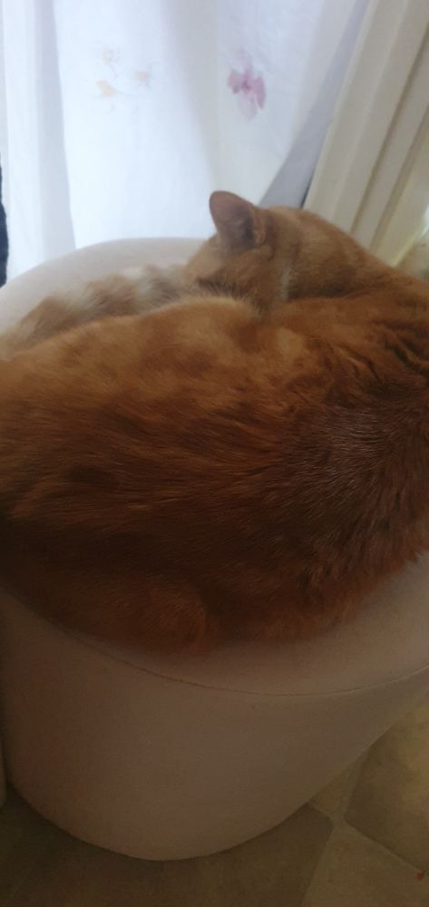 A ginger kitty curled up on a pink stool sleeping, his tail is curled into his face and he is snuggling it like the cutie he is.
