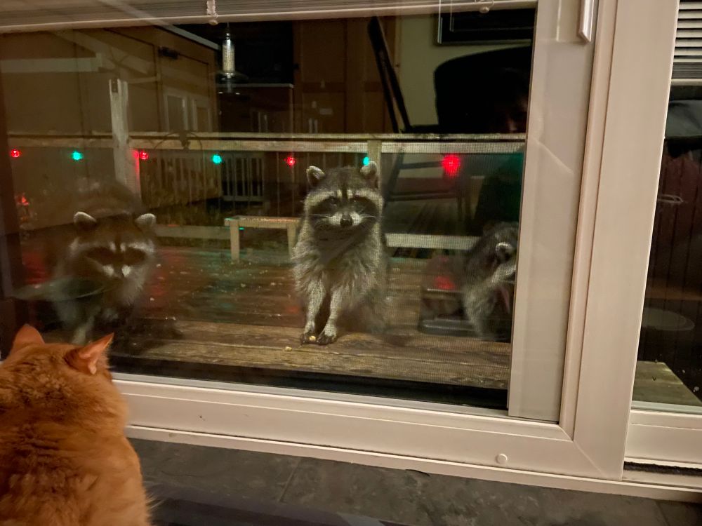 Two raccoons staring from a deck into a glass door. Red and green Christmas lights glow in the background. An orange cat is seen from the back staring back at the raccoons. 