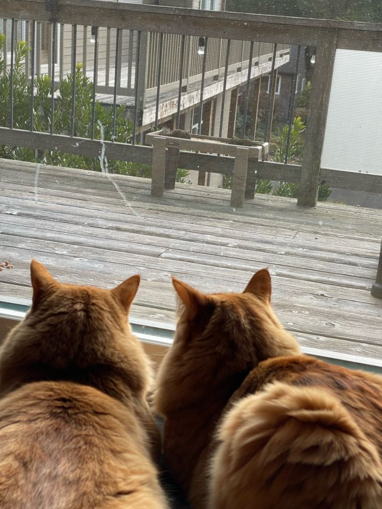 Two orange cats staring longingly out the window at a chipmunk eating seeds. 