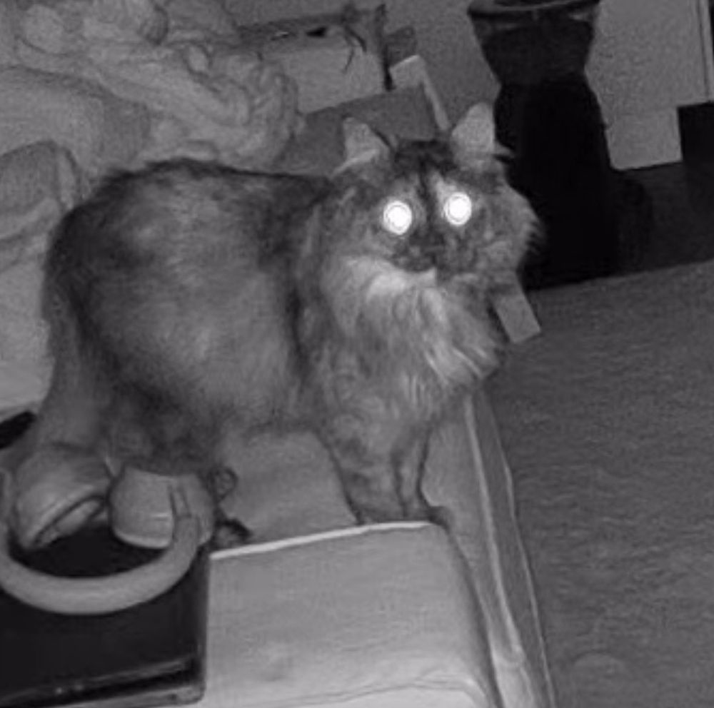 kitty staring into your soul…