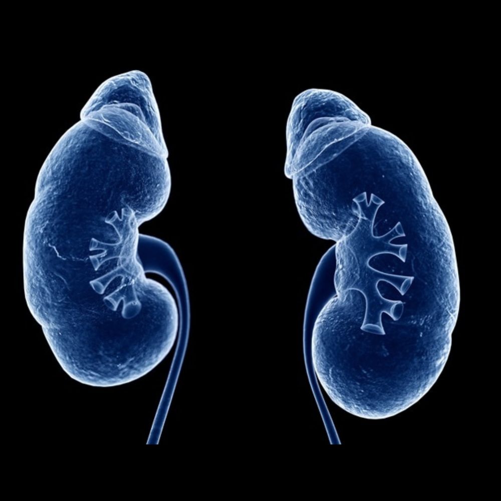 High-impact clinical trial results  to be presented at ASN Kidney Week 2023