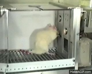 White rat in a Skinner box