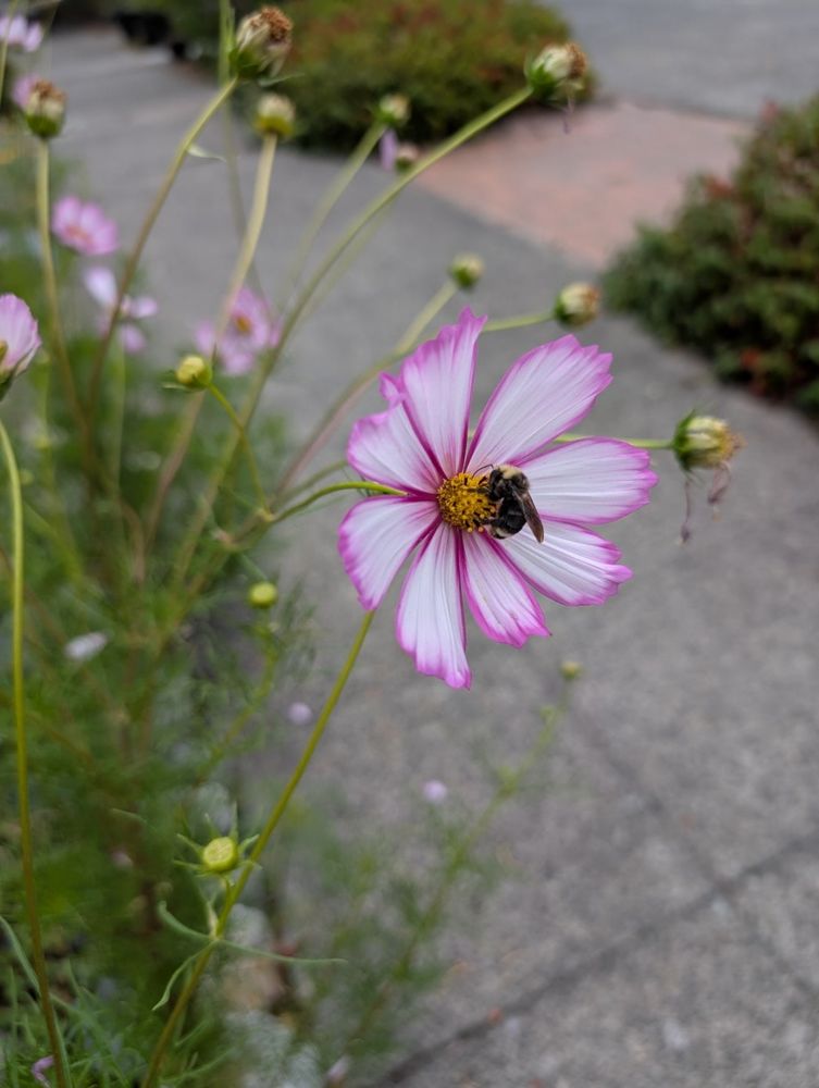 A classic bumblebee gathering pollen from a pink and white flower