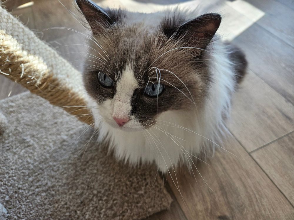 Pretty ragdoll cat close up-ish next to a beige cat tree