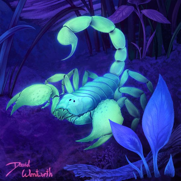 a scorpion under UV light
By David Wentworth / Xenosupial