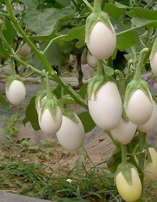 a plant that grows egg.