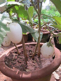 more plant that grows egg
