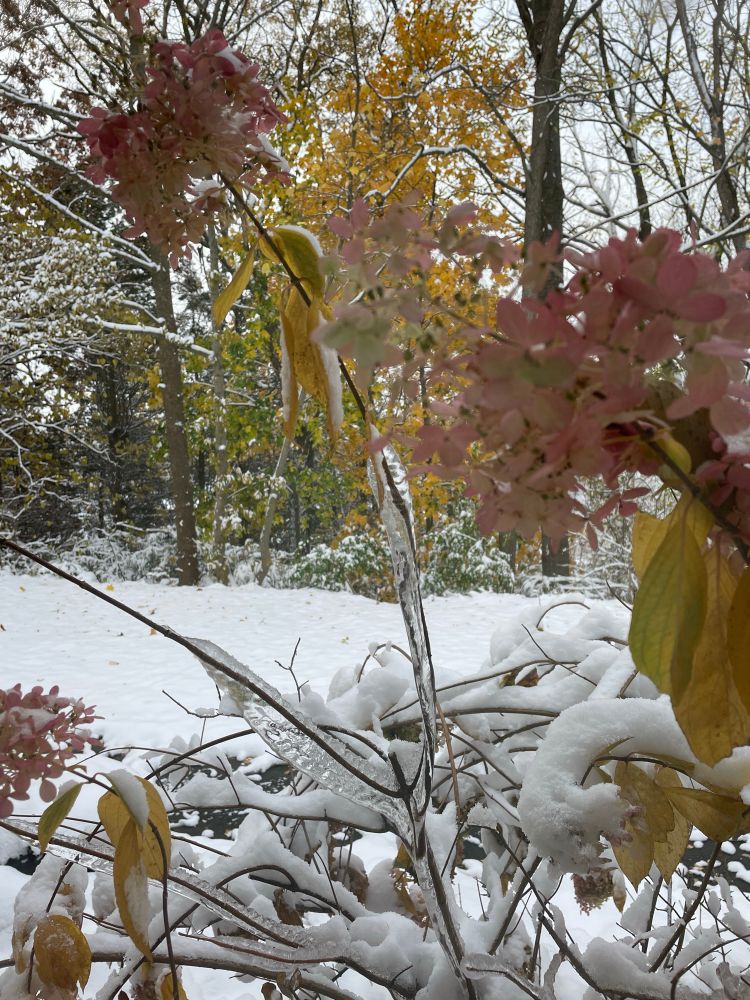 Hydrangeas. They are pinkish/brown. The leaves are yellow and the stems are covered in ice. 