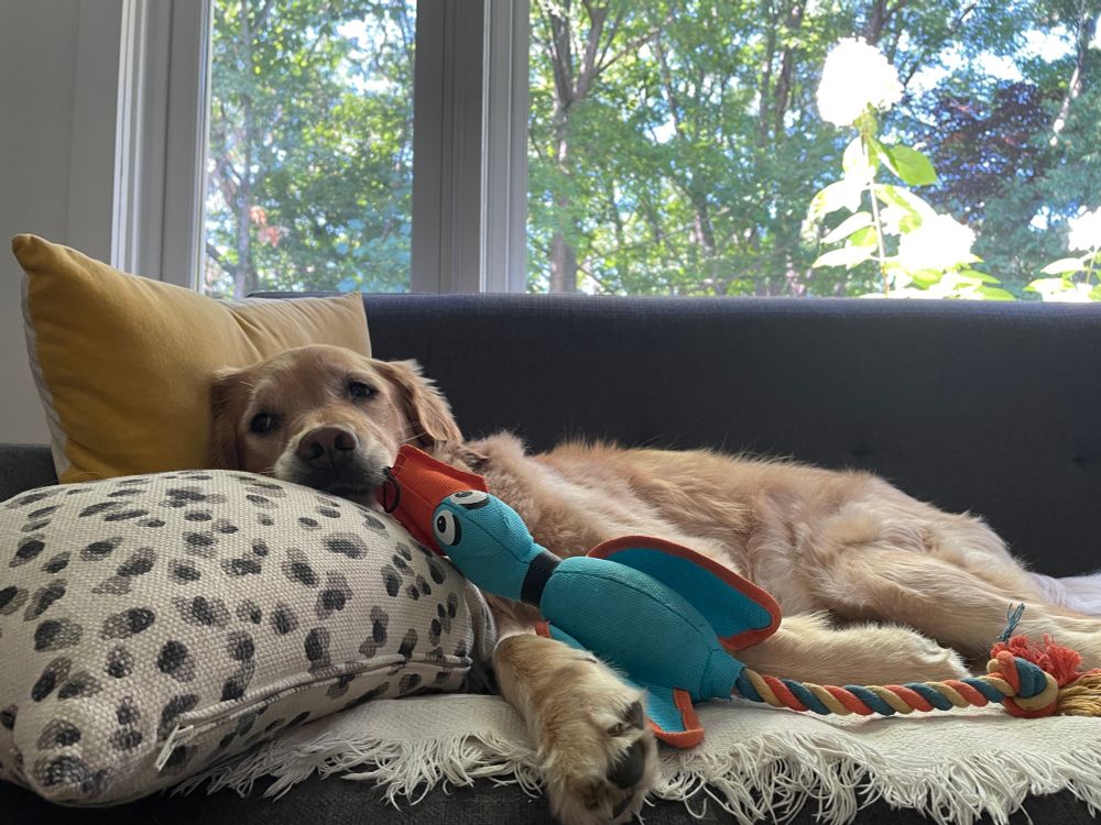 A Golden Retriever on a beige blanket. Her head is resting n two pillows. A turquoise duck toy with an orange beak is right in front of her. 