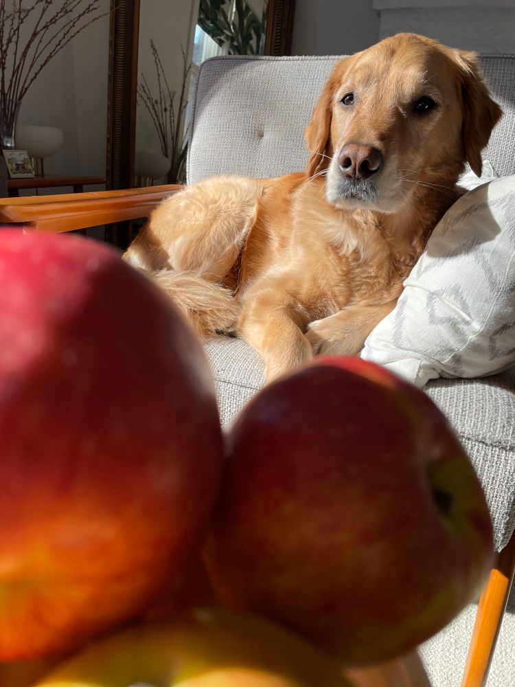 A Golden Retriever posing in a grey chair. In front of her a bowl with red apples. 