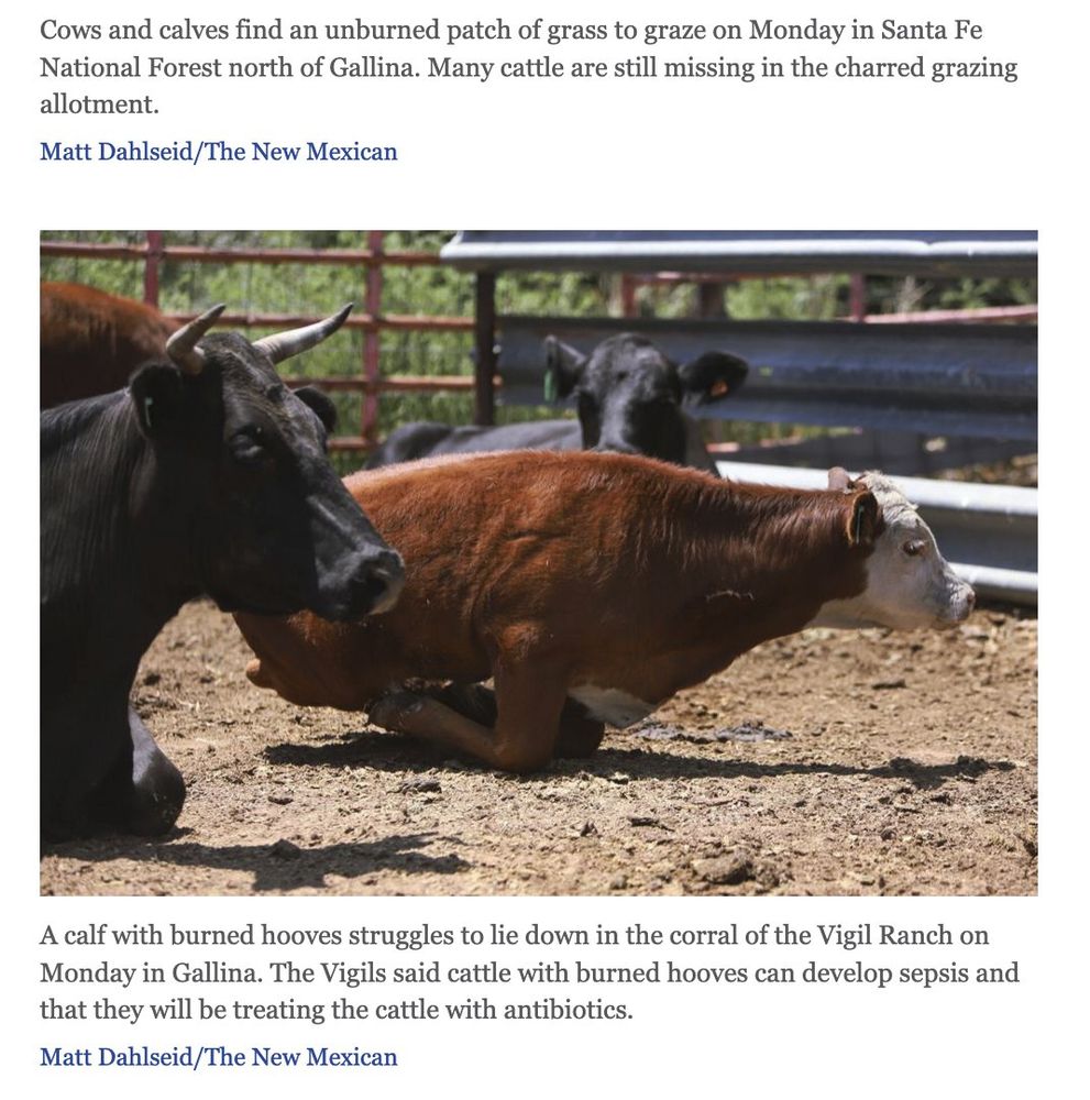 Image of suffering cattle burned by a controlled burn set by the Santa Fe National Forest in July 2025. 