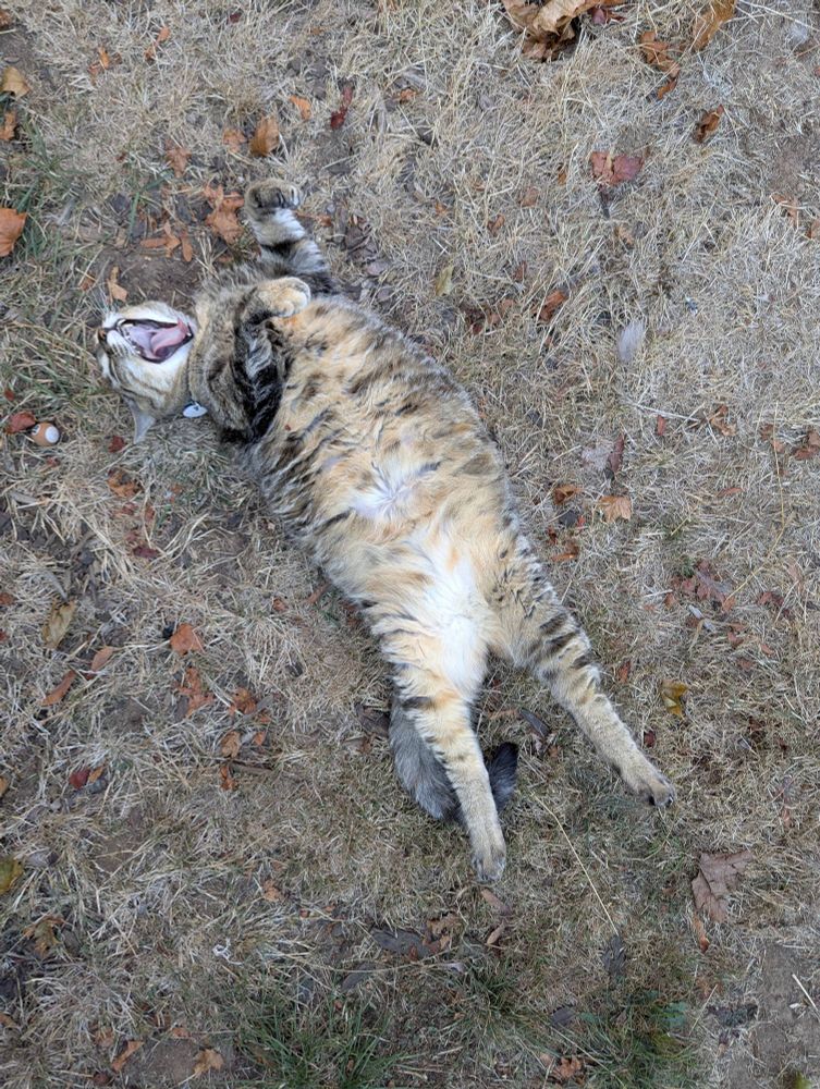 a torbie cat on her back stretches and yawns in the late summer grass 