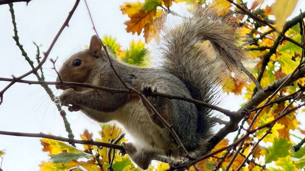 It’s a squirrel perching in a tree