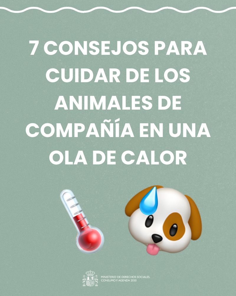7 consejos para cuidar de los animales de compañía en una ola de calor