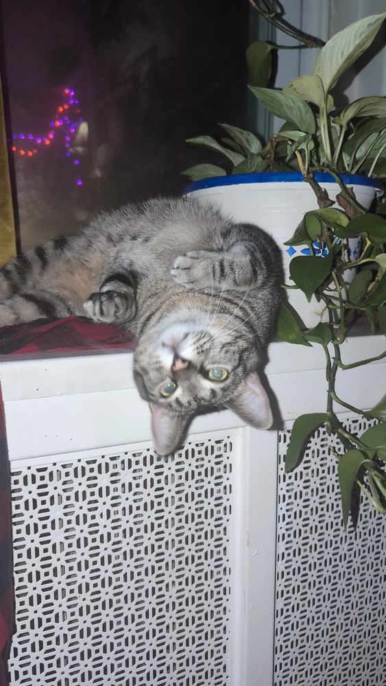 A flash photo of my cat Susan on top of a radiator being a goober. 