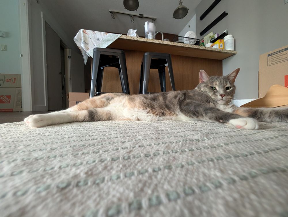 Pov from a beige carpet on a tabby cat laid down with legs stretched out 