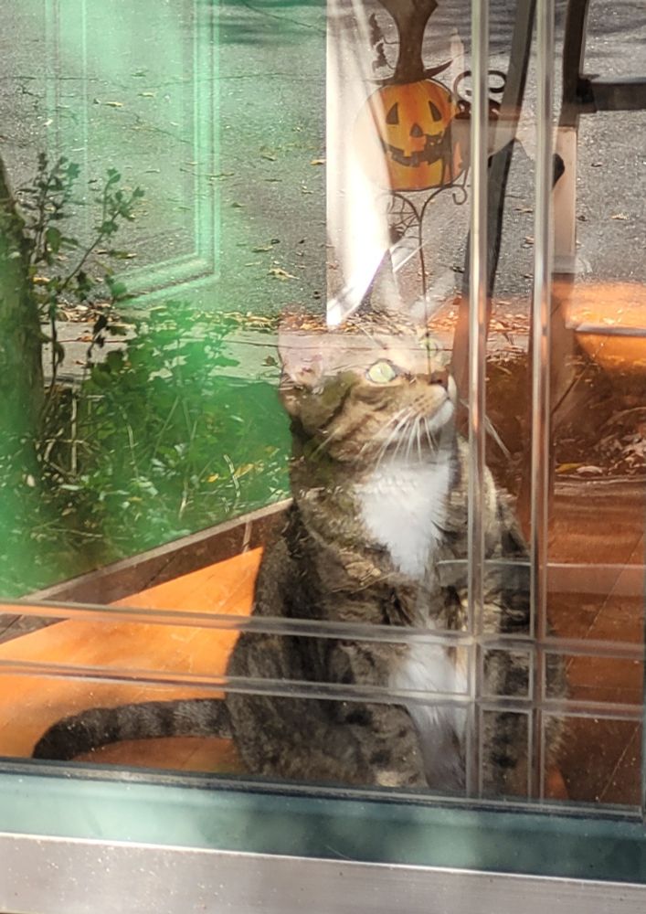 A brown Tabby with a white chest is sitting inside behind a glass storm door. He is staring in shock at something off frame.